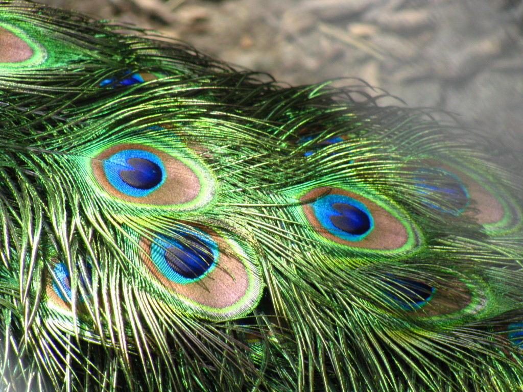 DIY Decorate With Peacocks For Christmas