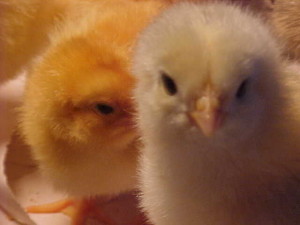 baby-chicks-on-divatalkradio