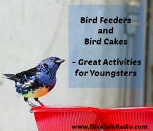 bird feeders and cakes