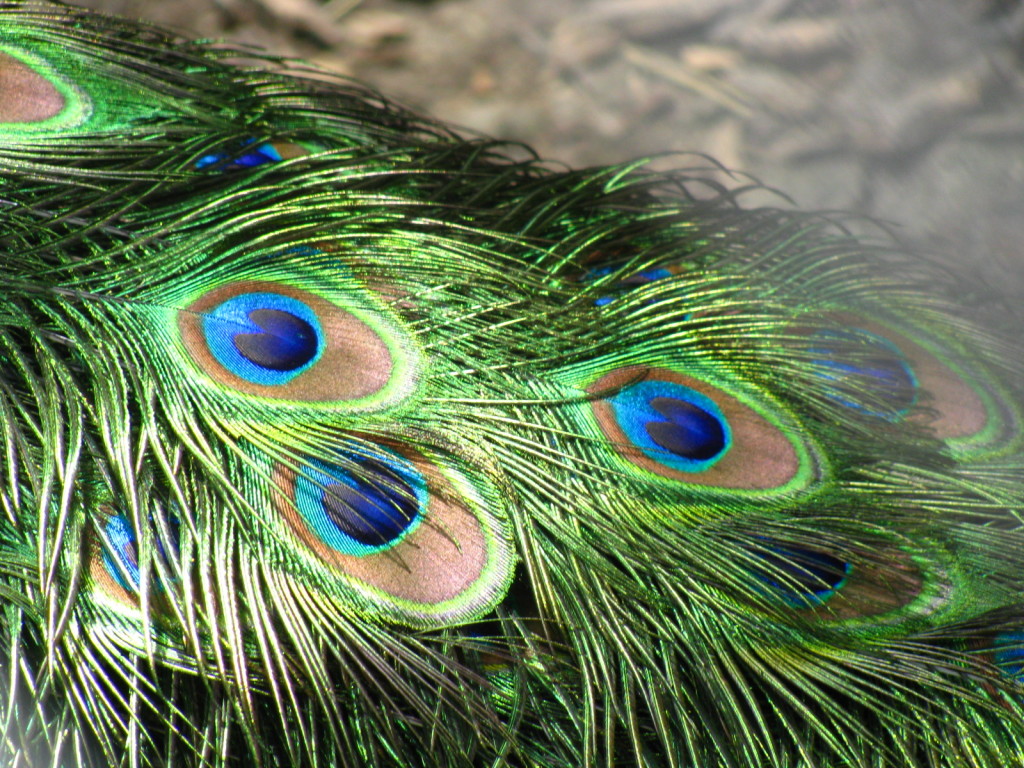 peacock feathers on divatalkradio
