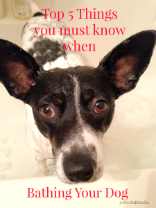 Top 5 Things You Must Know when Bathing Your Dog